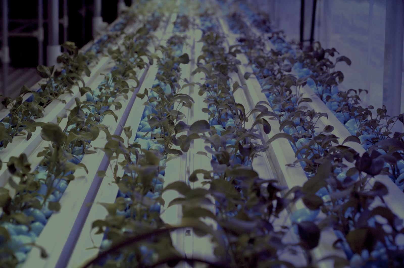 Hydroponic growing channels