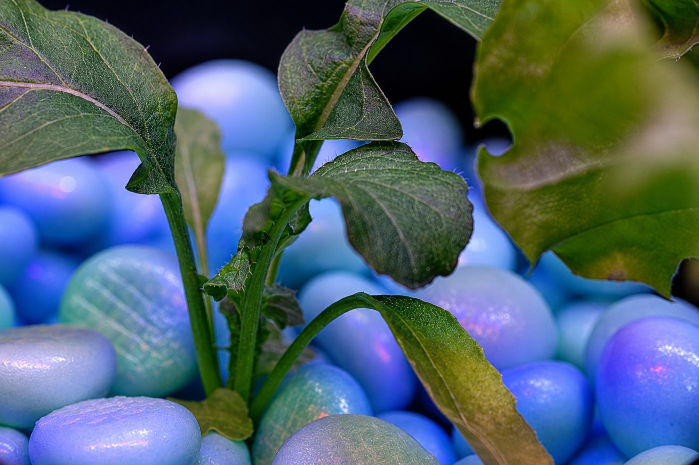Hydroponic system using WaterPearls substrate