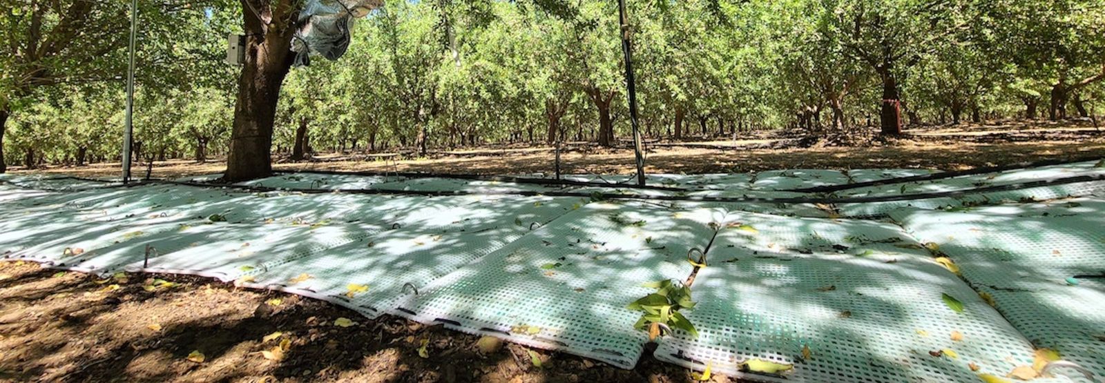 WaterPearls mats laid in an orchard