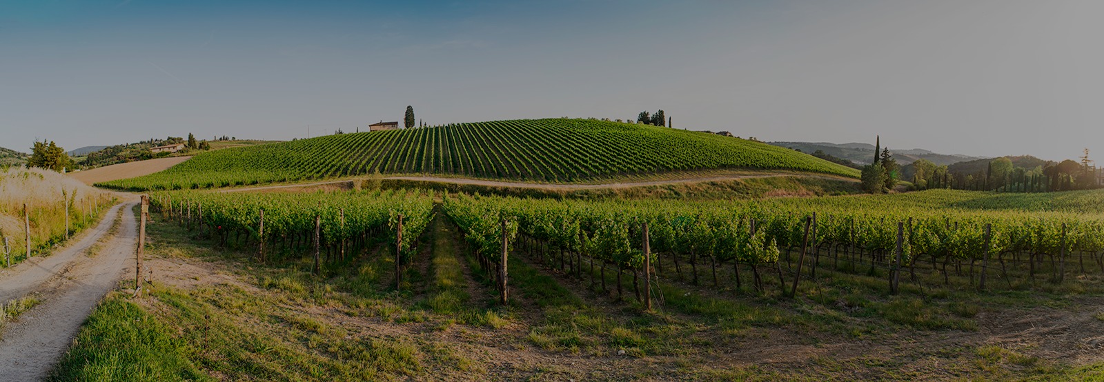 Vineyard rows on a hillside