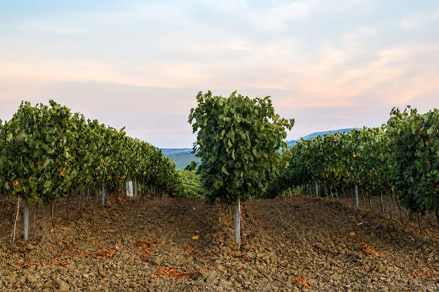 Grape vines protected with WaterPearls